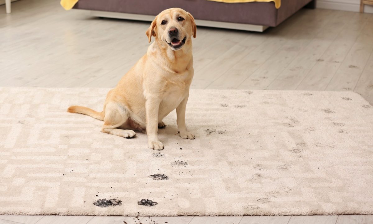 rug for dogs muddy paws