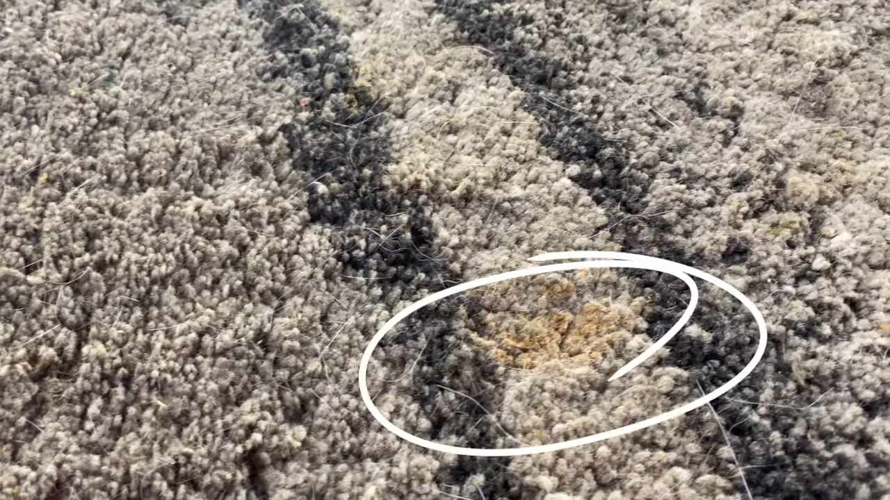 vomit out of carpet