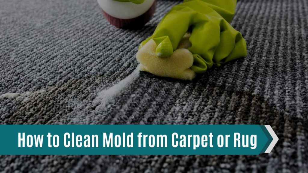 How to Clean Mold from Carpet or Rug