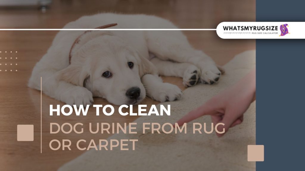 how to clean dog urine from rug or carpet