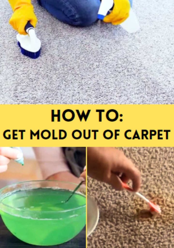 How To Get Mold Out Of Carpet Or Rug (6 Methods)