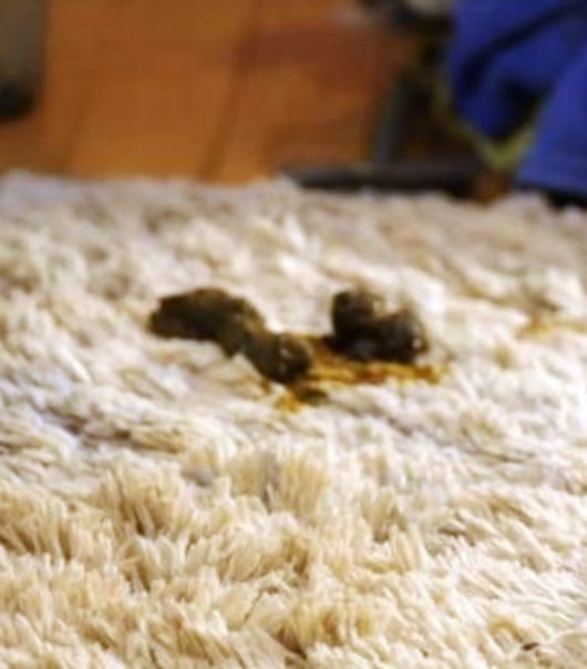 Dog Poop Stain on Carpet