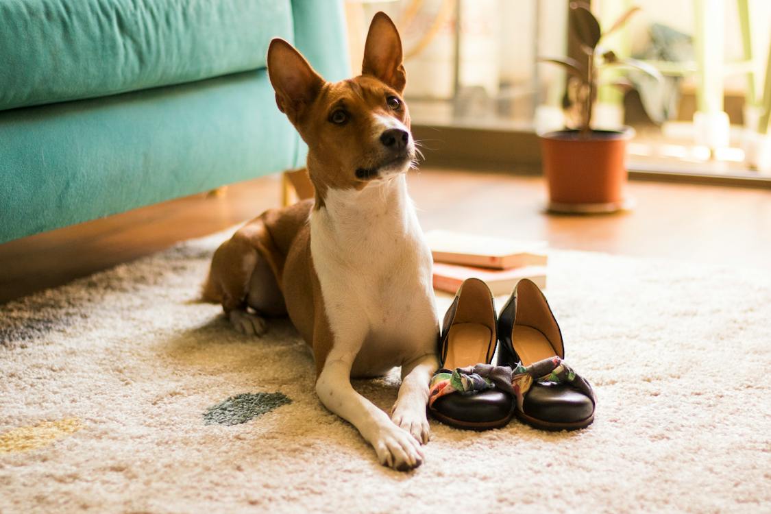 7 Pet Friendly Rug Alternatives for Dogs 🐶
